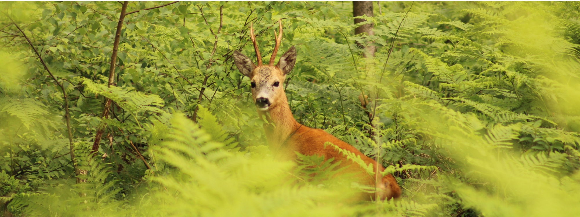 Park Krajobrazowy Lasy Nad Górną Liswartą